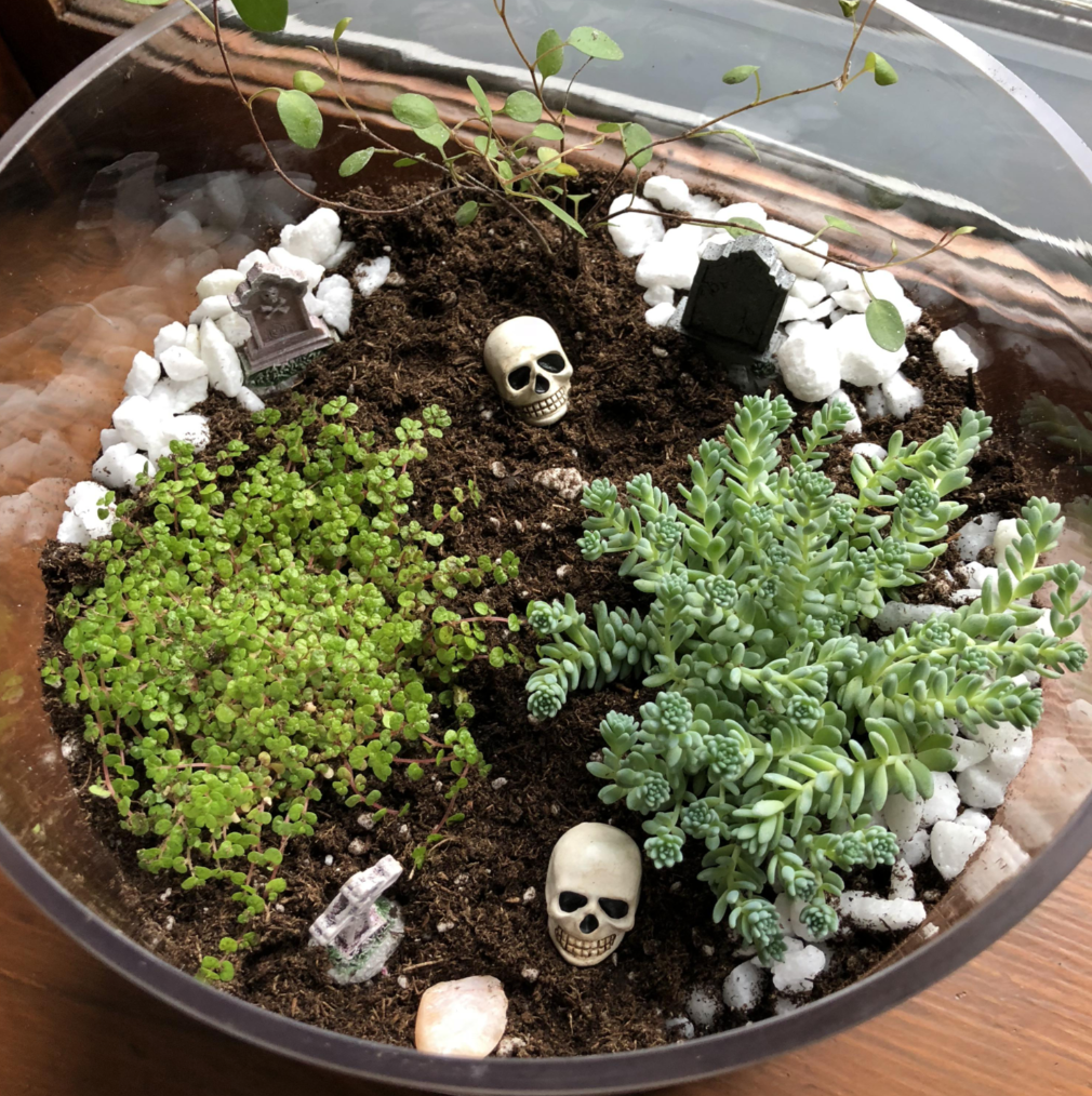 Lasagna bulb planting --crocus, tulips, daffodls,