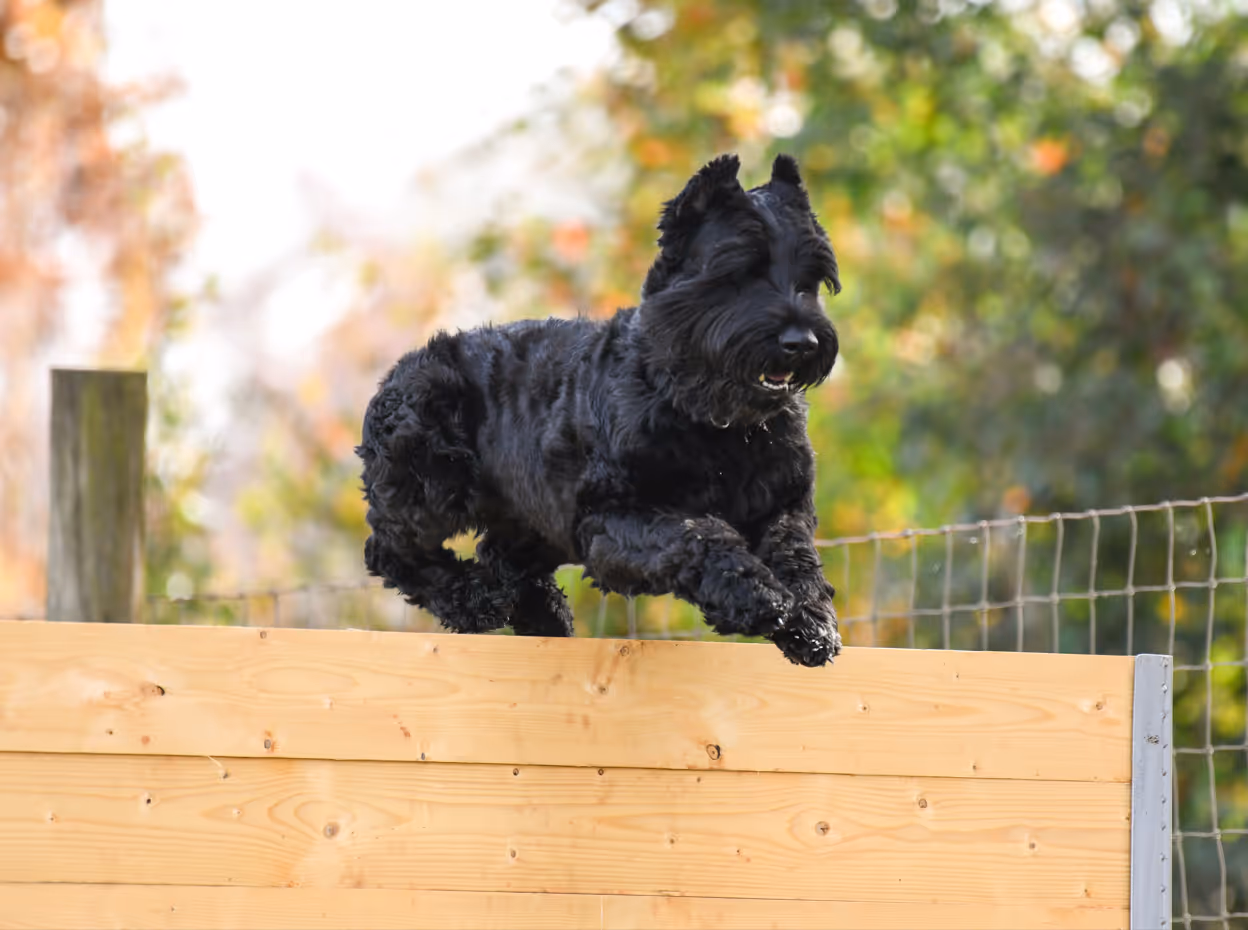 Black dog with curly fur jumping over a wooden fence outdoors.