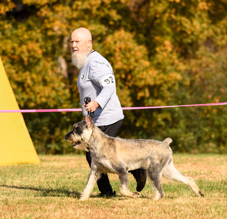 A man with a white beard wearing a light gray shirt walks a large gray dog on a leash outdoors on grass.