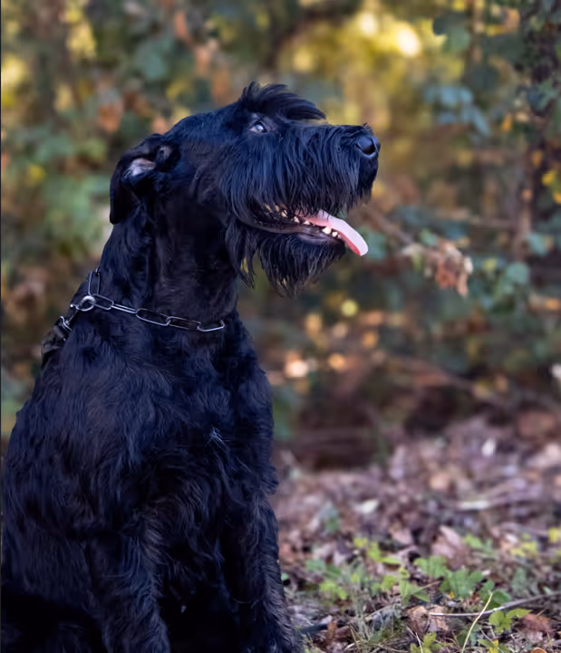 Black dog with a scruffy coat sitting outdoors among leaves and greenery, looking to the side with its tongue out.
