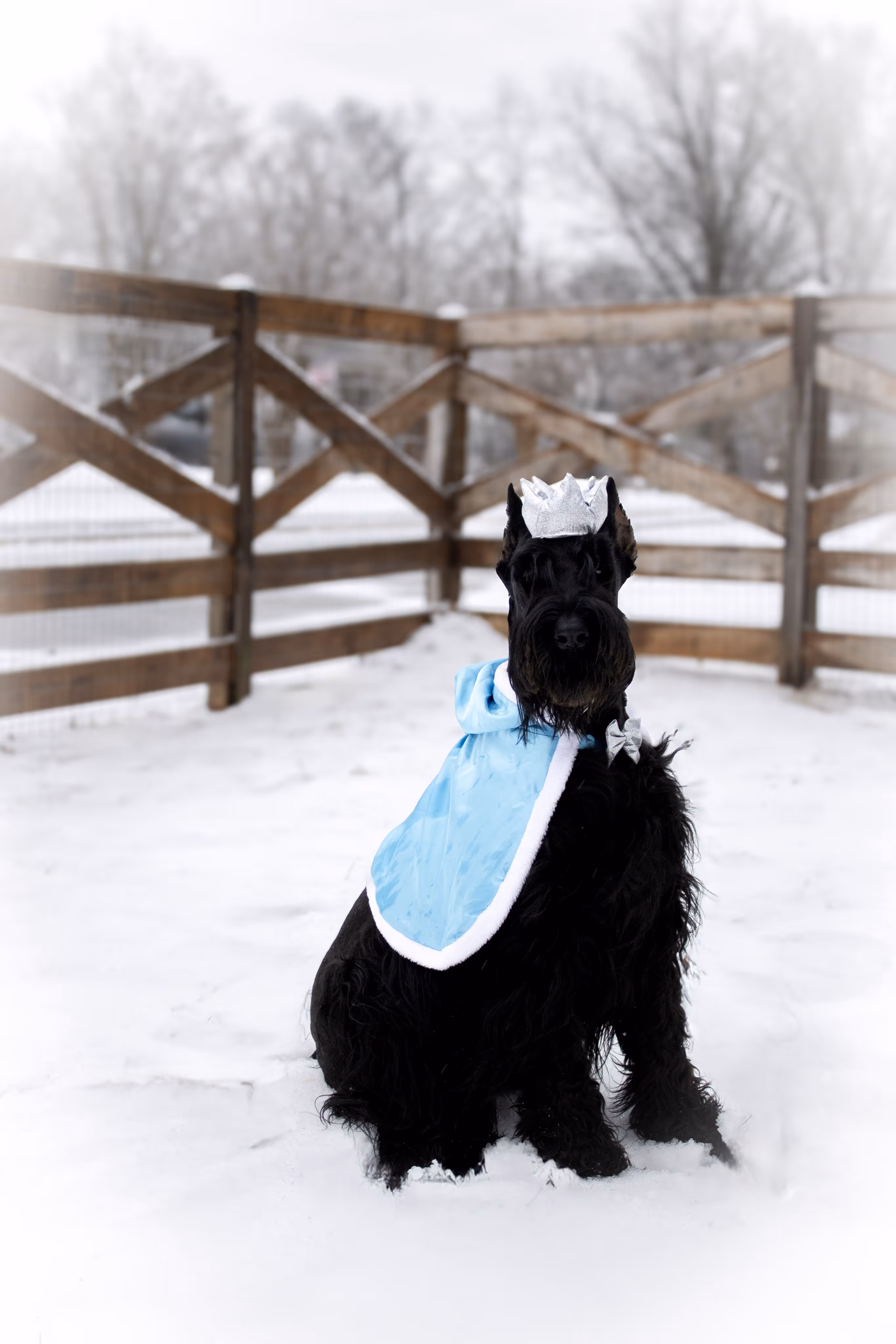 Black dog wearing a blue cape and a silver crown sitting on snow in front of a wooden fence.