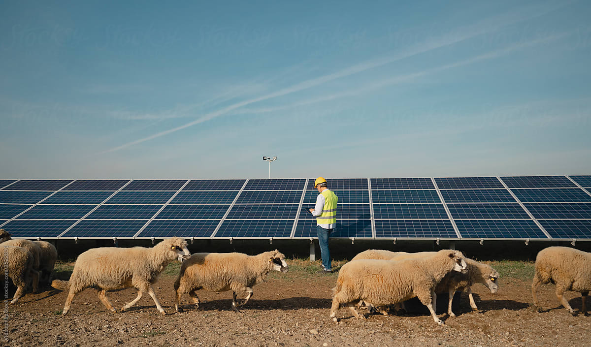 Image with Man checking Solar Panels with sheep