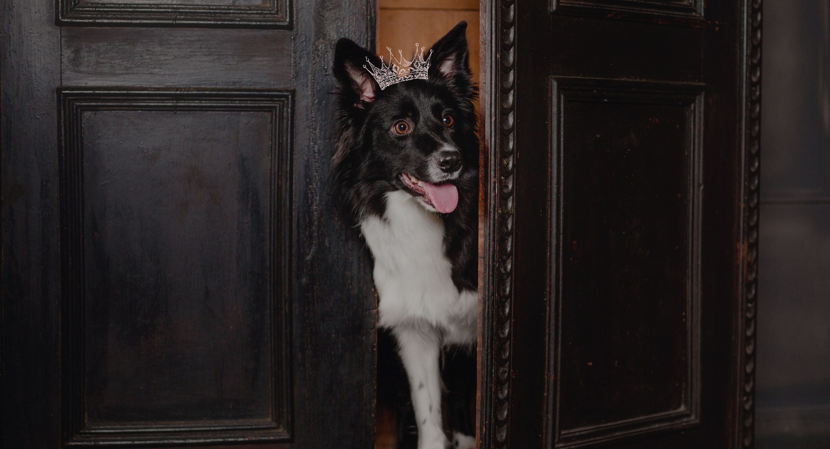 Regal Tails Dog Grooming