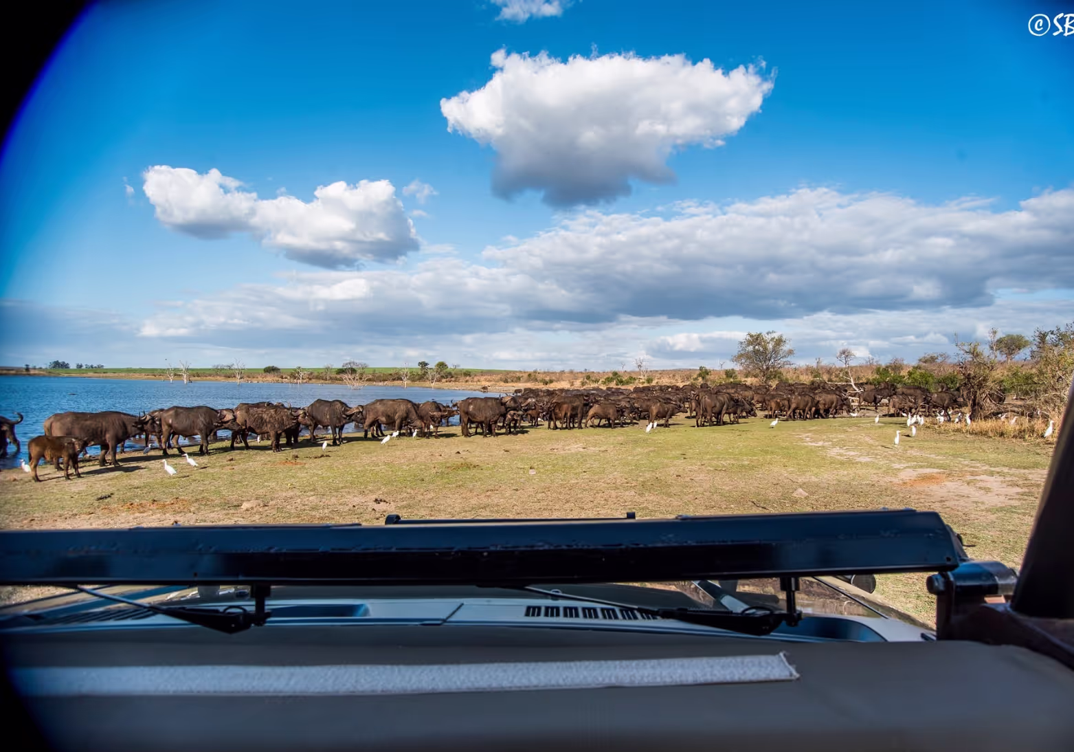 Herd of Buffalo at Mjejane waterhole