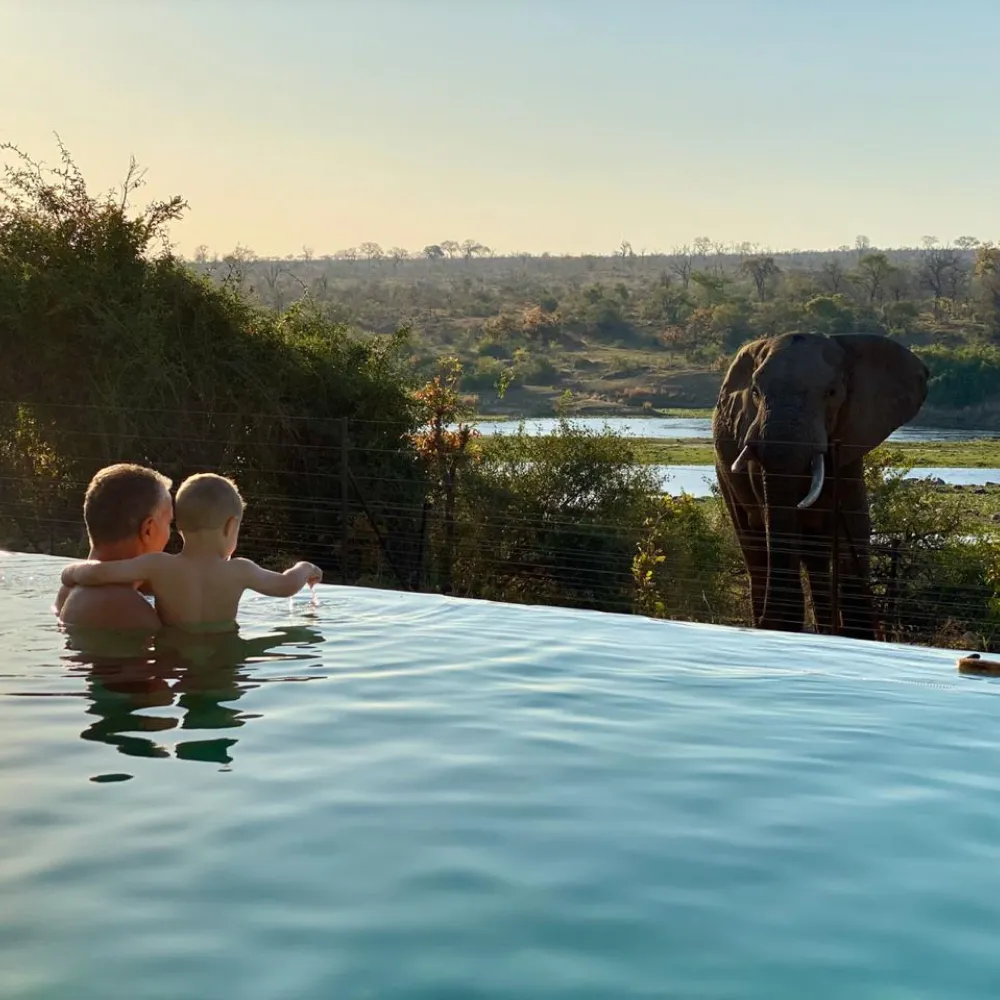 Mjejane lodge pool with elephants nearby