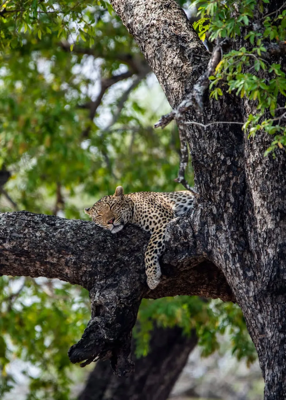 Book Mjejane Game Reserve Accommodation