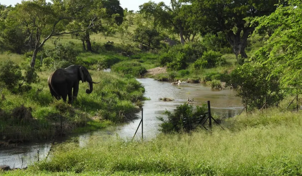 View of the riverine at Barn Owl Lodge in the Mjejane Game Reserve