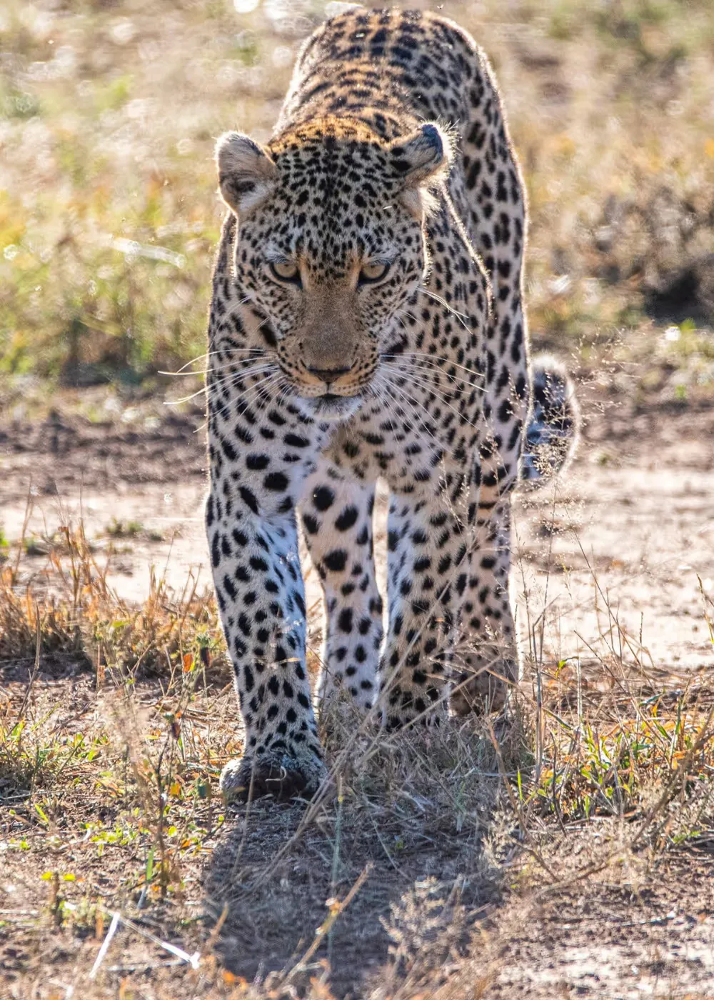 Book Mjejane Game Reserve Accommodation