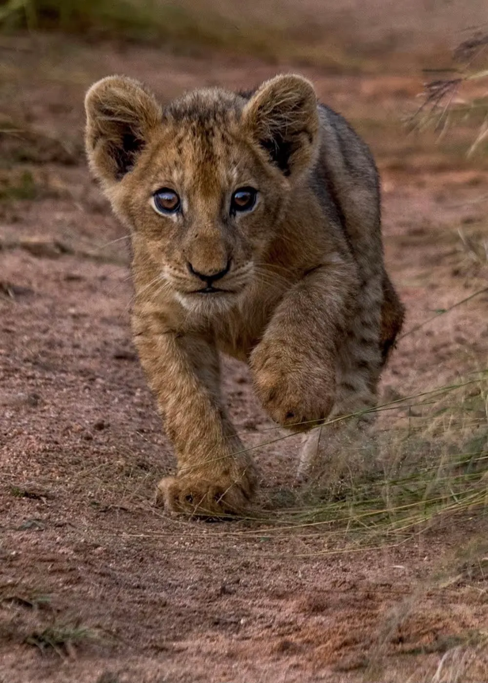 Book Mjejane Game Reserve Accommodation