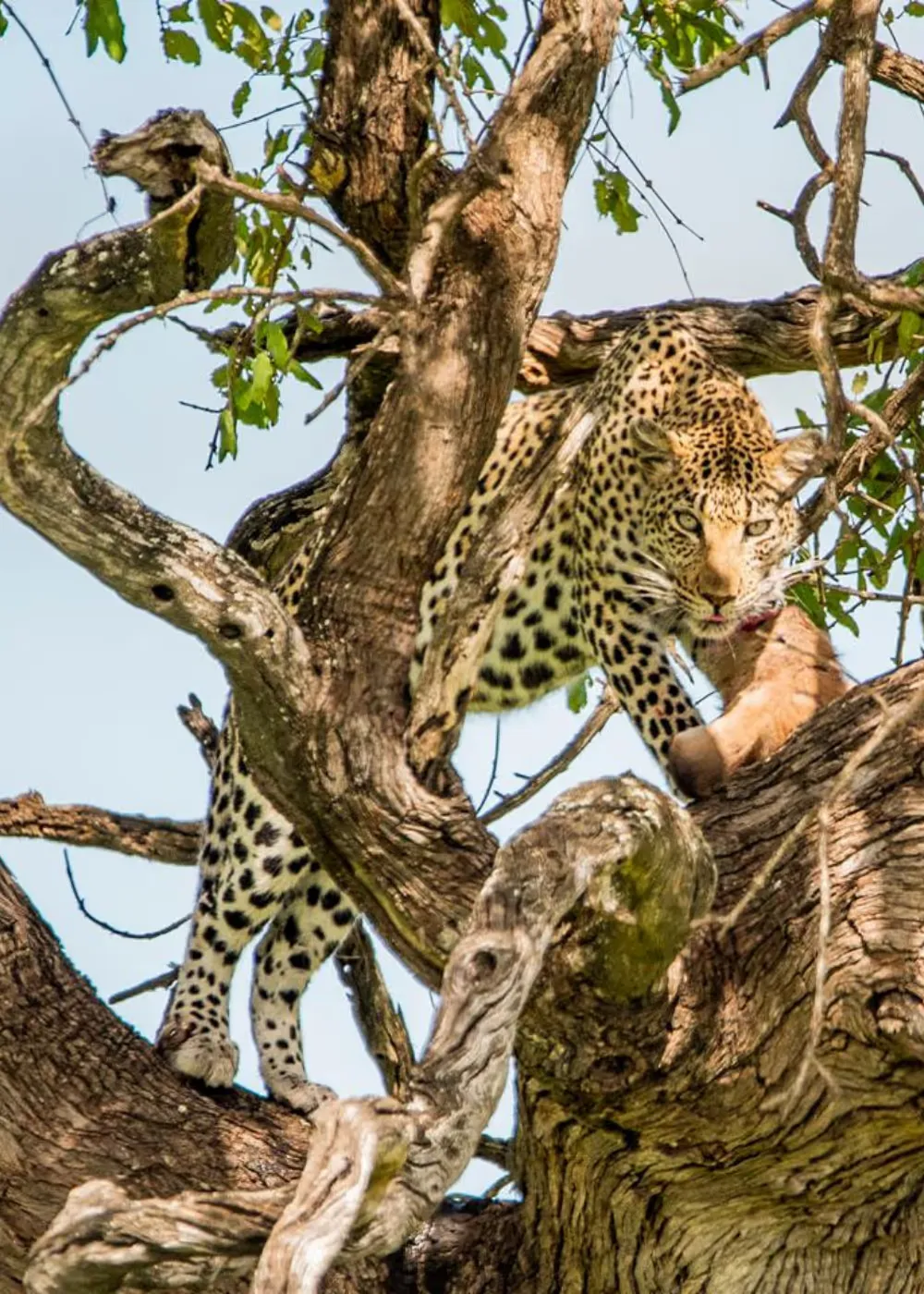 Book Mjejane Game Reserve Accommodation