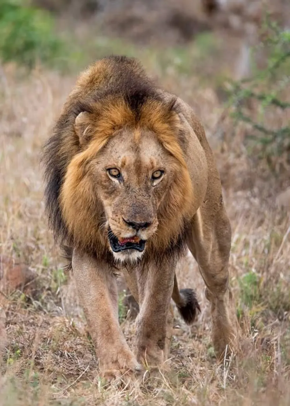 Book Mjejane Game Reserve Accommodation