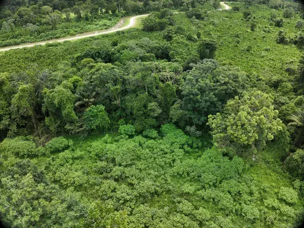 Forest canopy aerial view - MORFO Ri