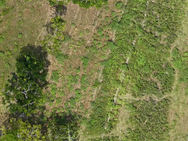 MORFO Ri - Four data sources