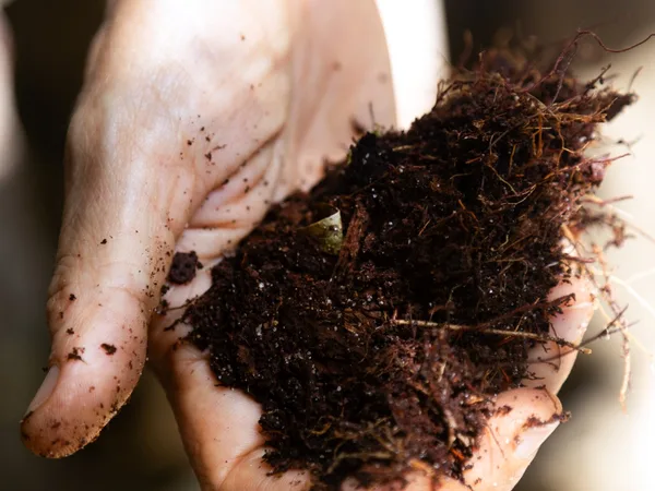 MORFO Ri - Soil analysis