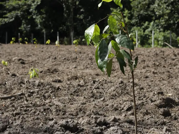 MORFO seedlings - survival rate