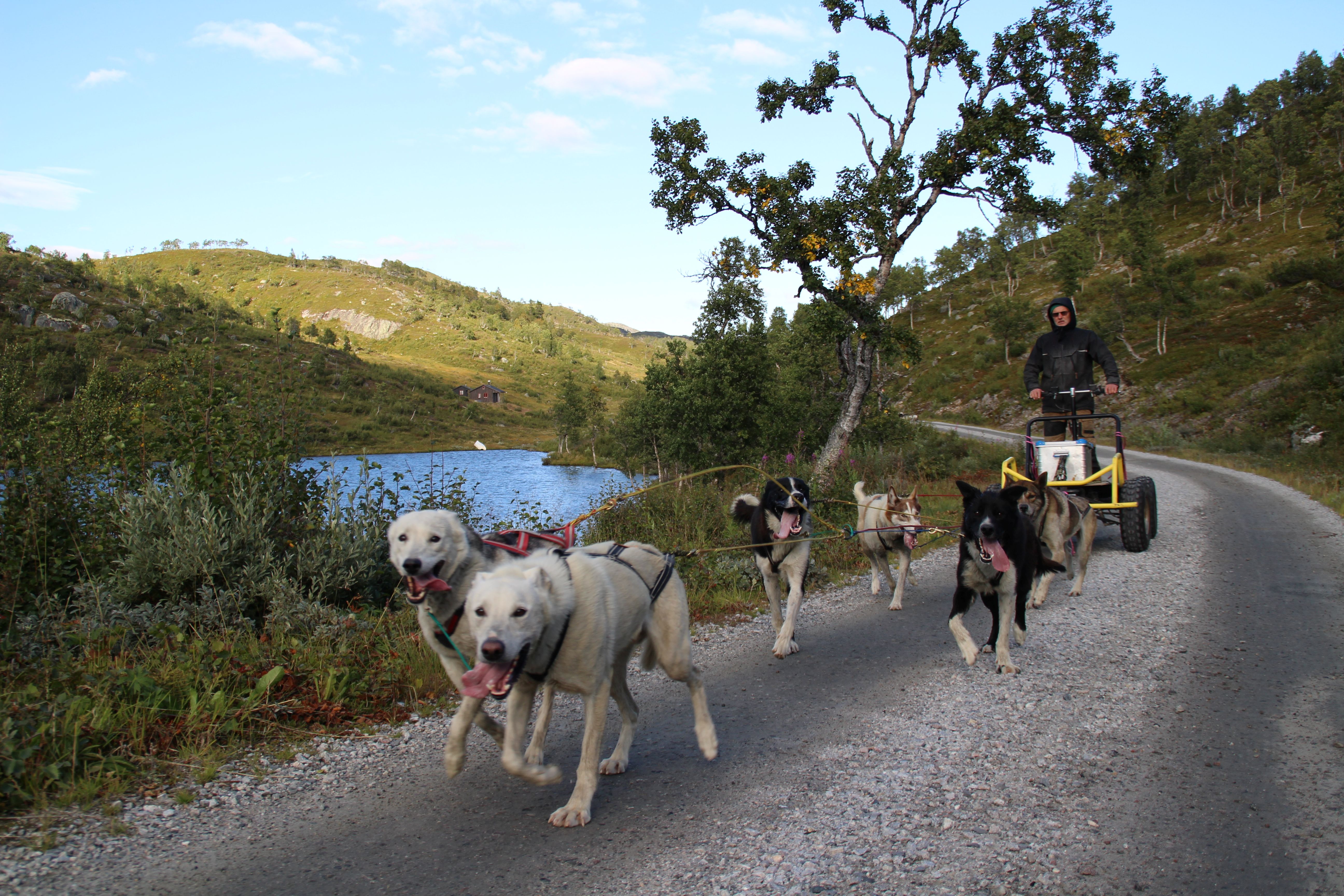 Hund på hjul