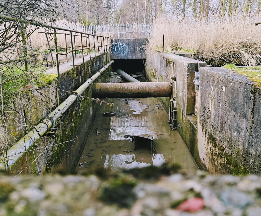 The Ultimate Guide to Evicting Tree Roots from Your Sewer