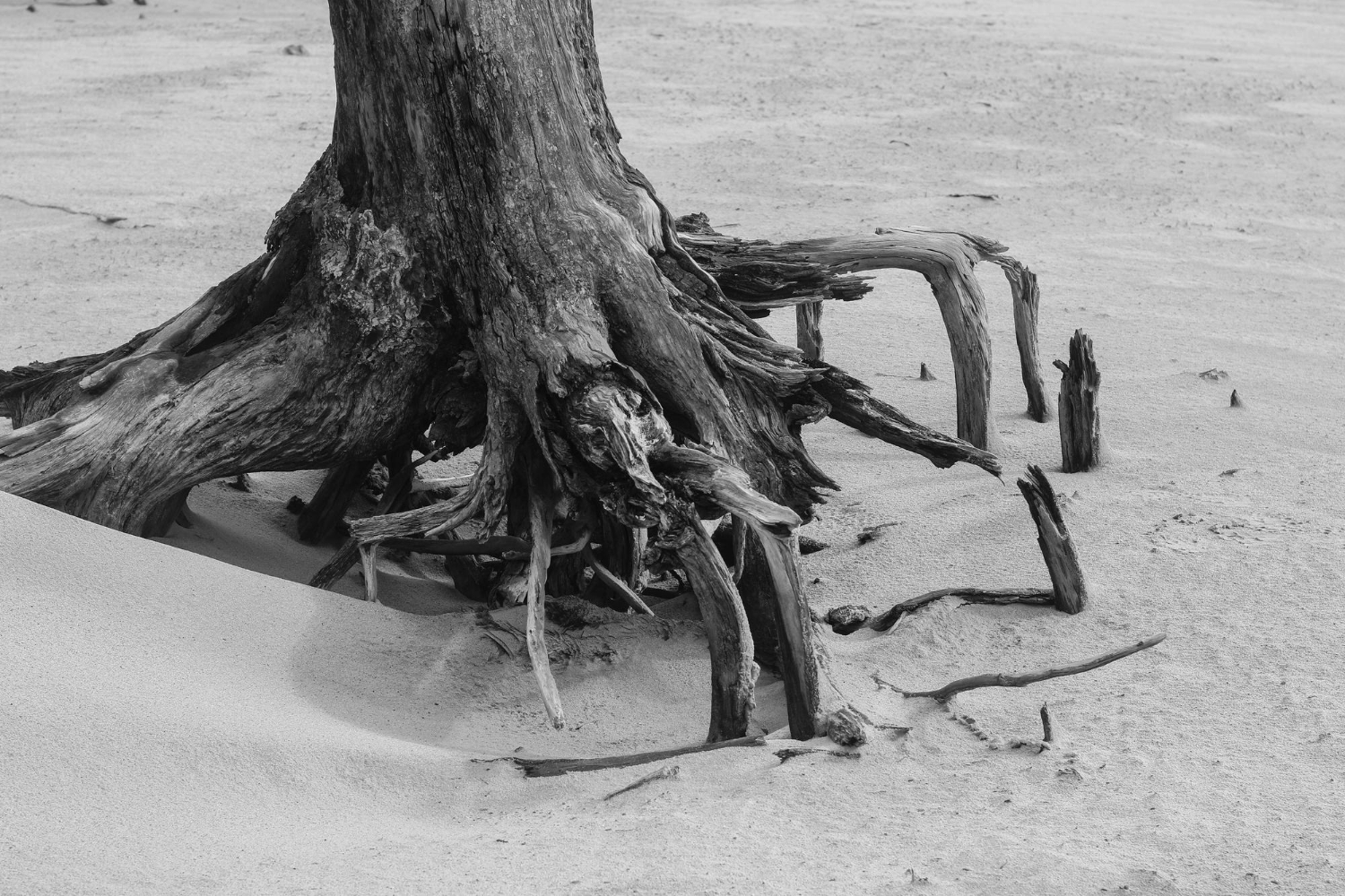 How Tree Roots Can Damage Your Drains in Collier