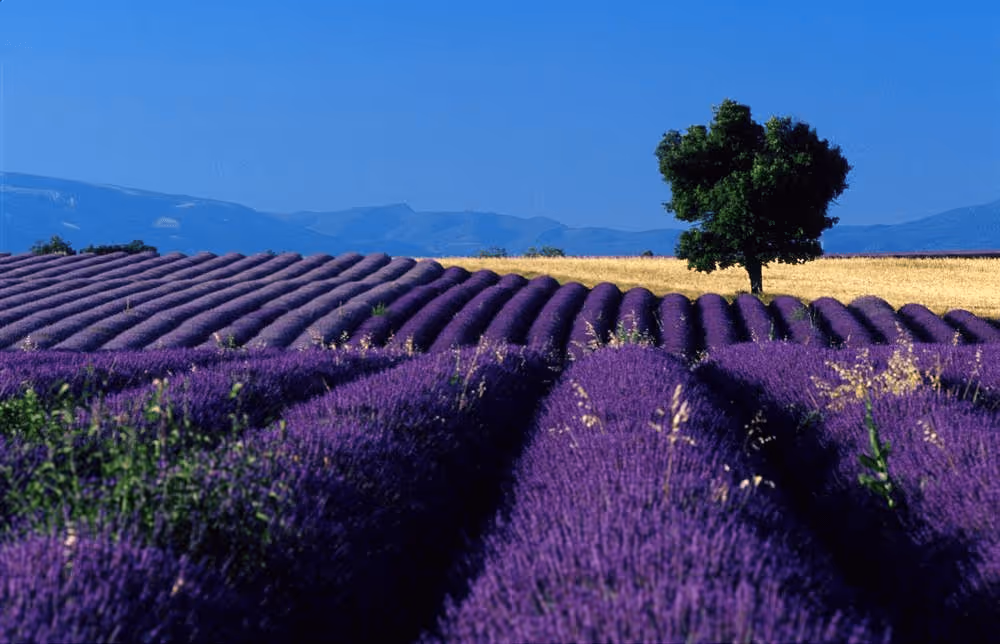 Netherland Lavender Garden