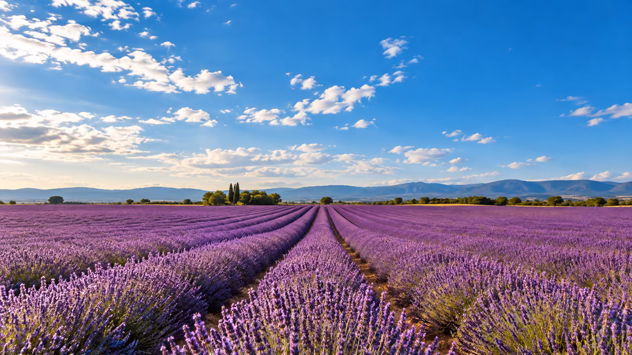 Sunlit lavender field with rows of purple flowers stretching toward distant hills under a partly cloudy blue sky.