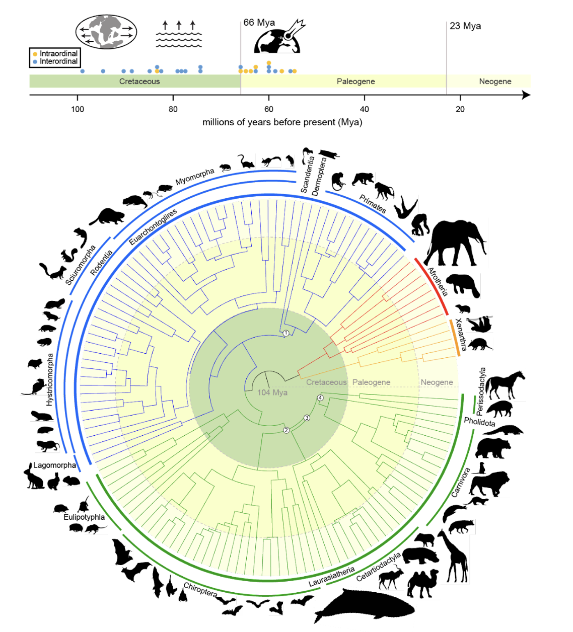 Phylogenetic tree describing relatedness of the species in the Zoonomia dataset in the context of the time periods defined above, courtesy of Nicole Foley (Christmas, Kaplow et al. 2023)
