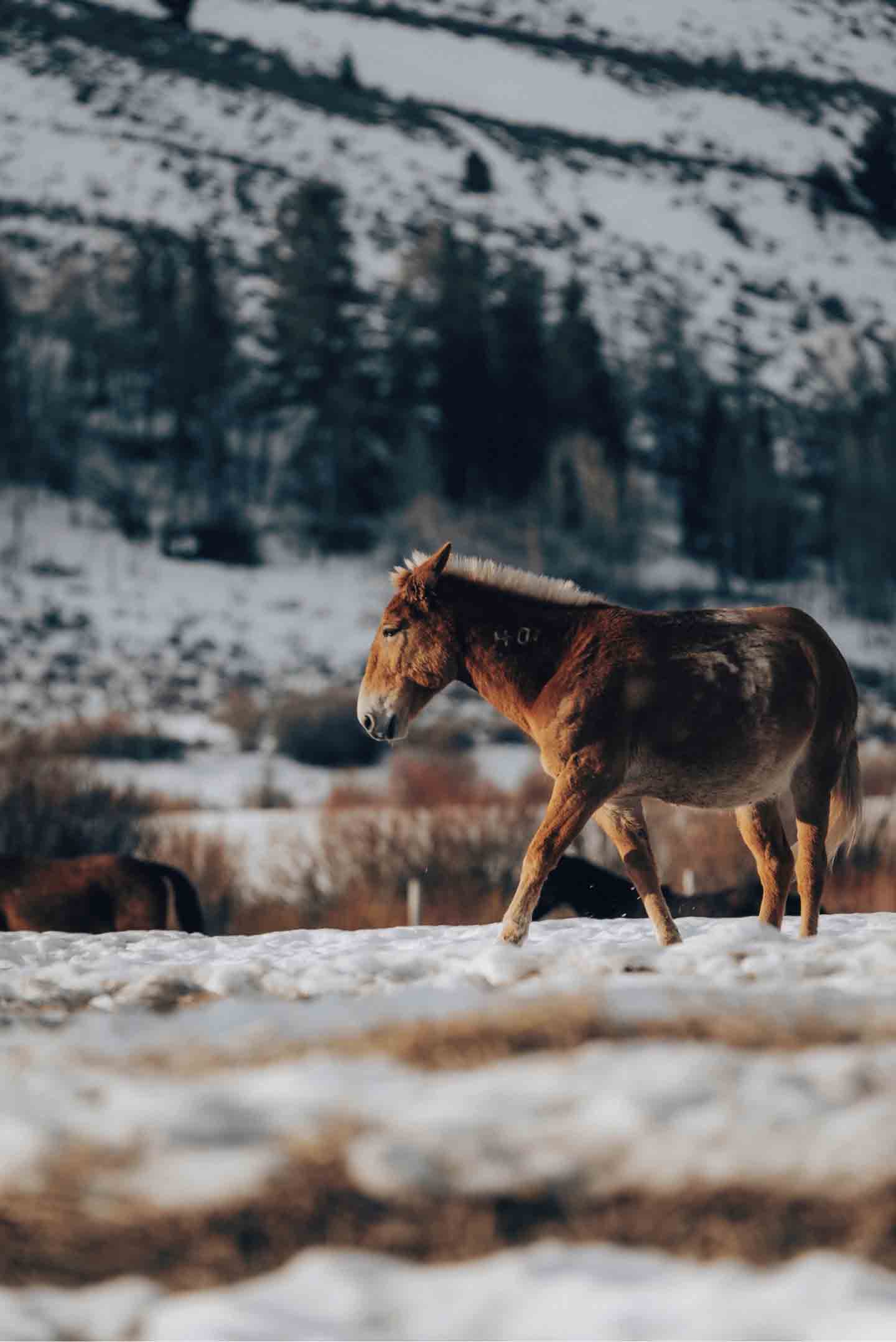 Horse