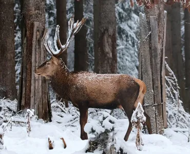 Deer