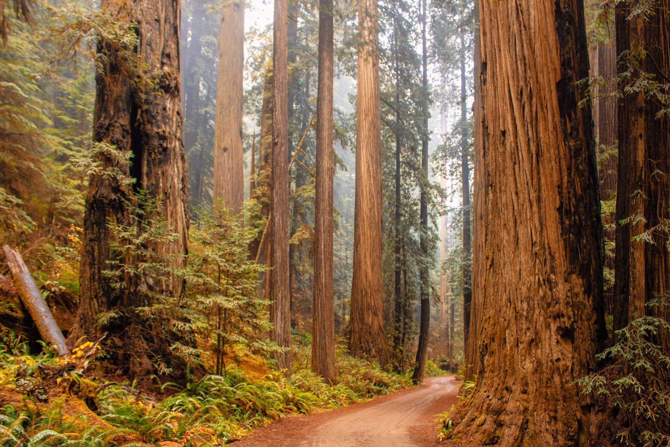 nanny job in Bay Area California west coast nationwide