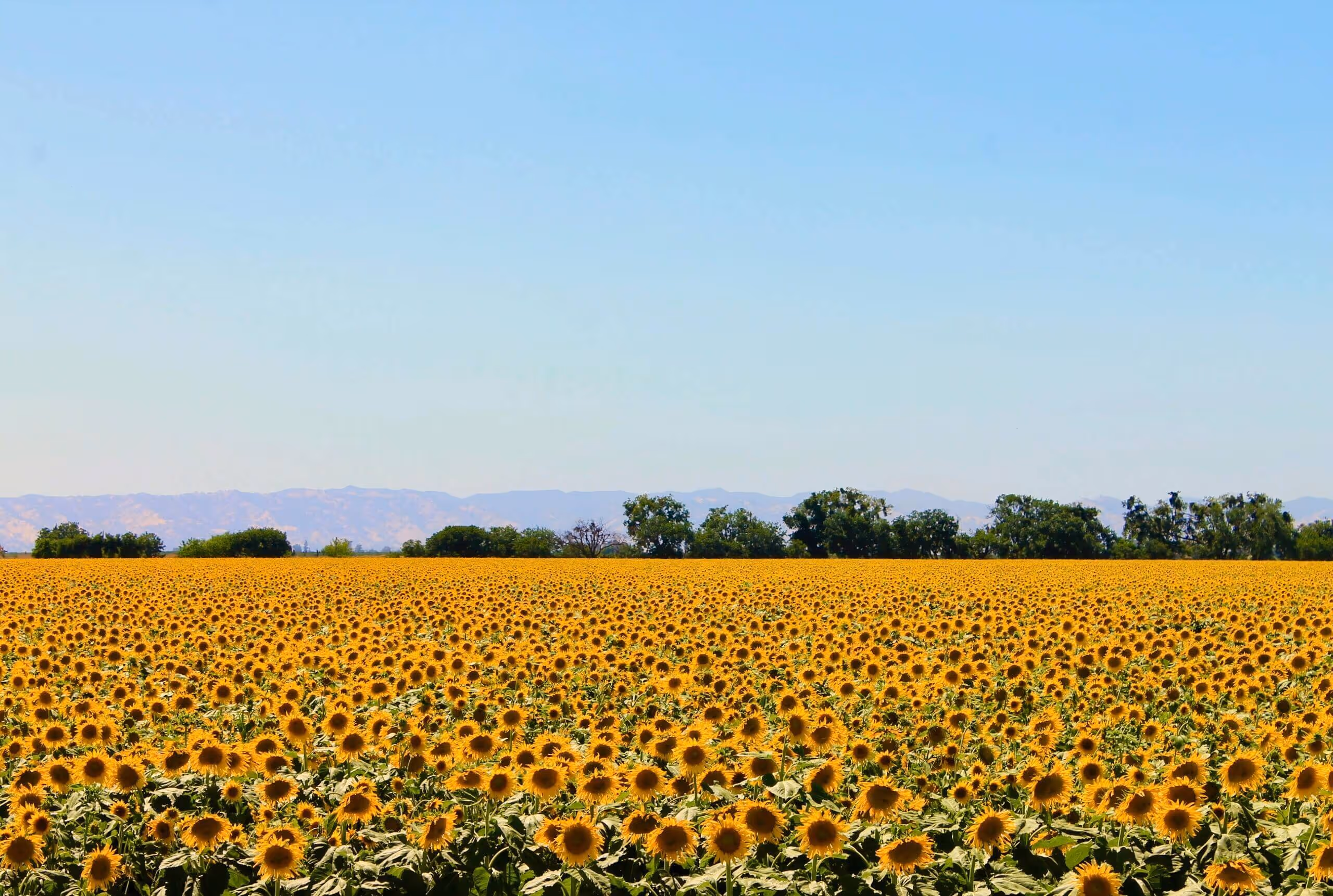 ROTA nanny job in California Bay Area west coast nationwide