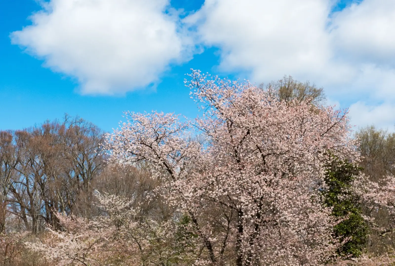 Chevy Chase, MD | Grounded Professional Nanny Wanted For Globally-Minded Family