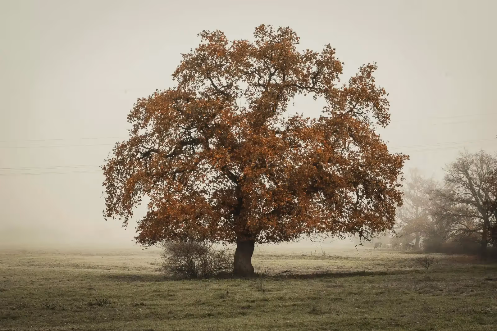 More Than Just Leaf Piles: 5 STEM and Social-Emotional Learning Focused Fall Activities