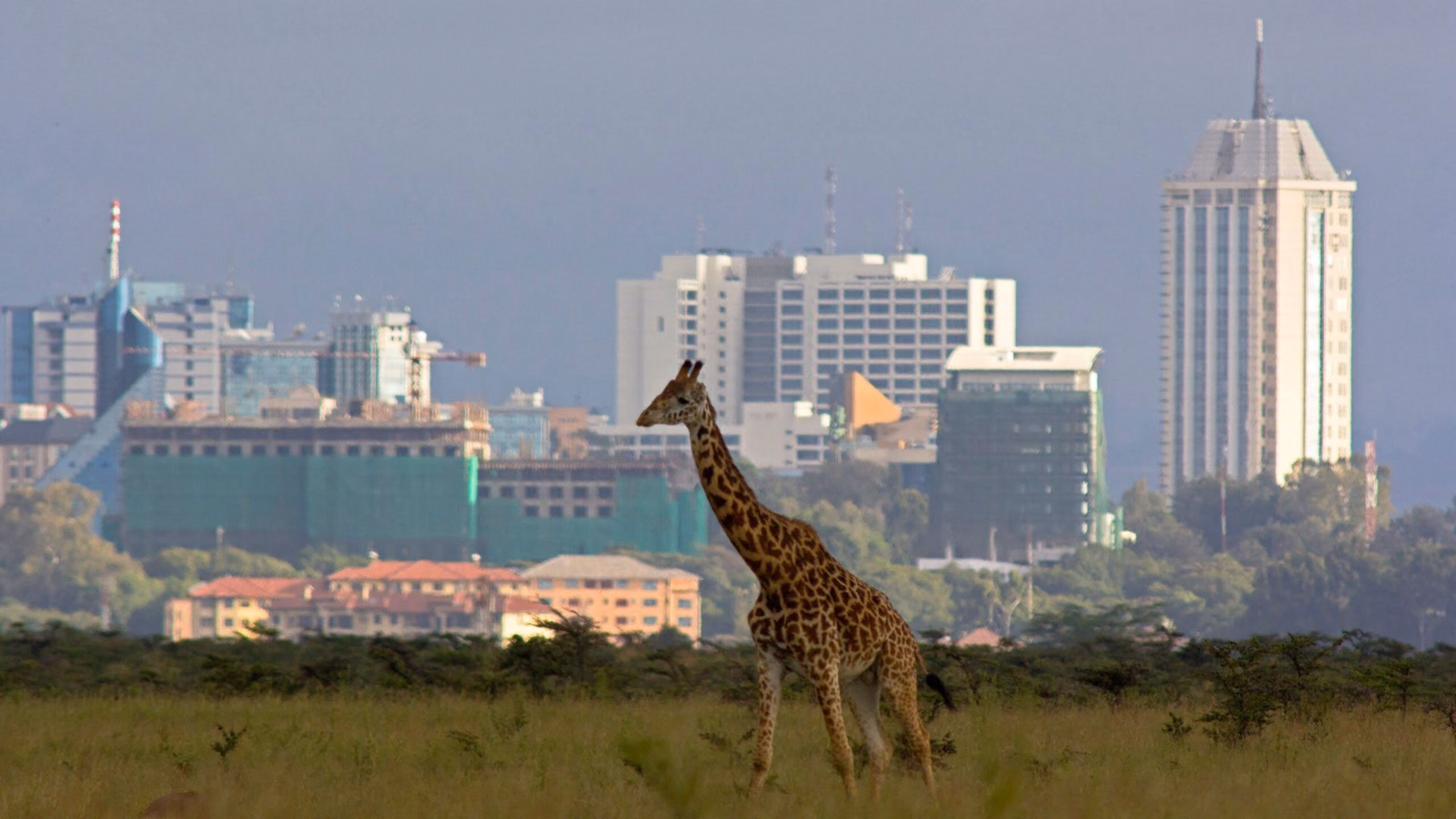 Nairobi, Kenya | Collaborative Newborn Care Specialists Wanted For A Staggered Four-Newborn Household