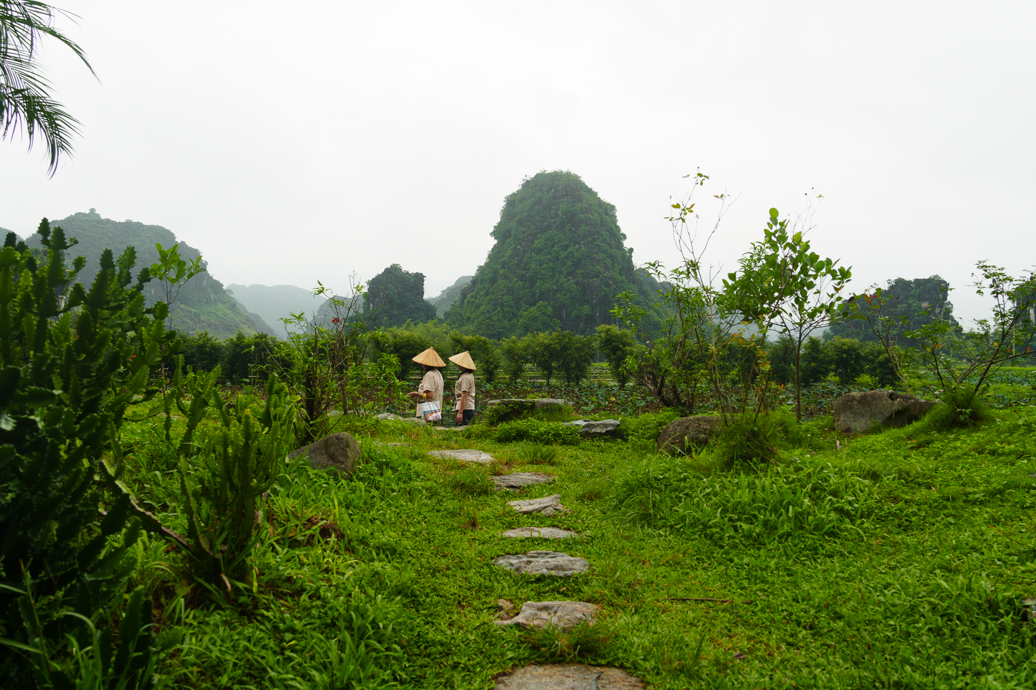 Sample photography shows a verdant mountainous field.