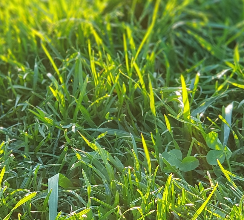 Types de sable pour gazon : sable 0/4 pelouse naturelle et sable 0/6 synthétique