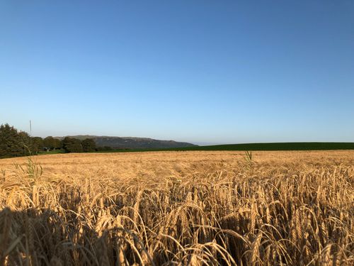 Bilde av en kornåker