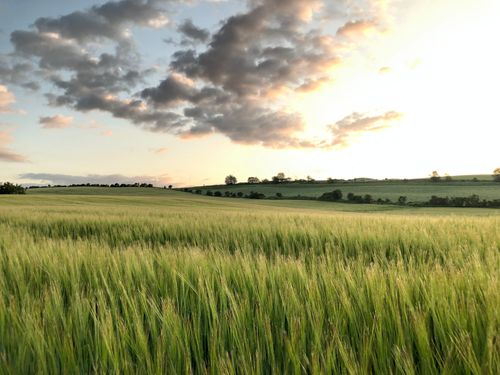 Bilde av en kornåker