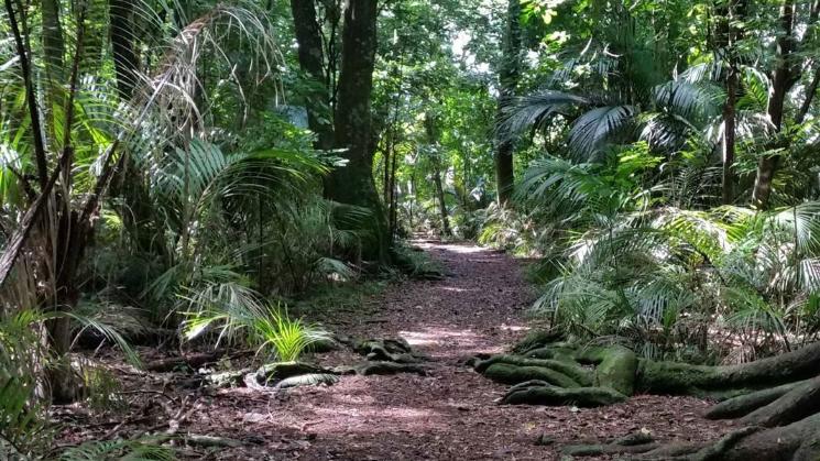 Native forest path surrounded by kahikatea trees at Gray’s Bush Reserve