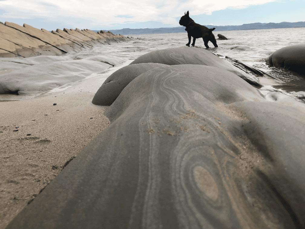 Beach in Gisborne with waves, dog on a rock and shoreline