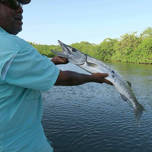 Fisherman holding large barracuda over river with trees in background