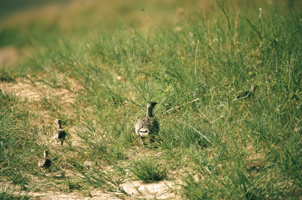 Top 7 (+ Bonus) LandTrust Properties for Upland Bird Hunting