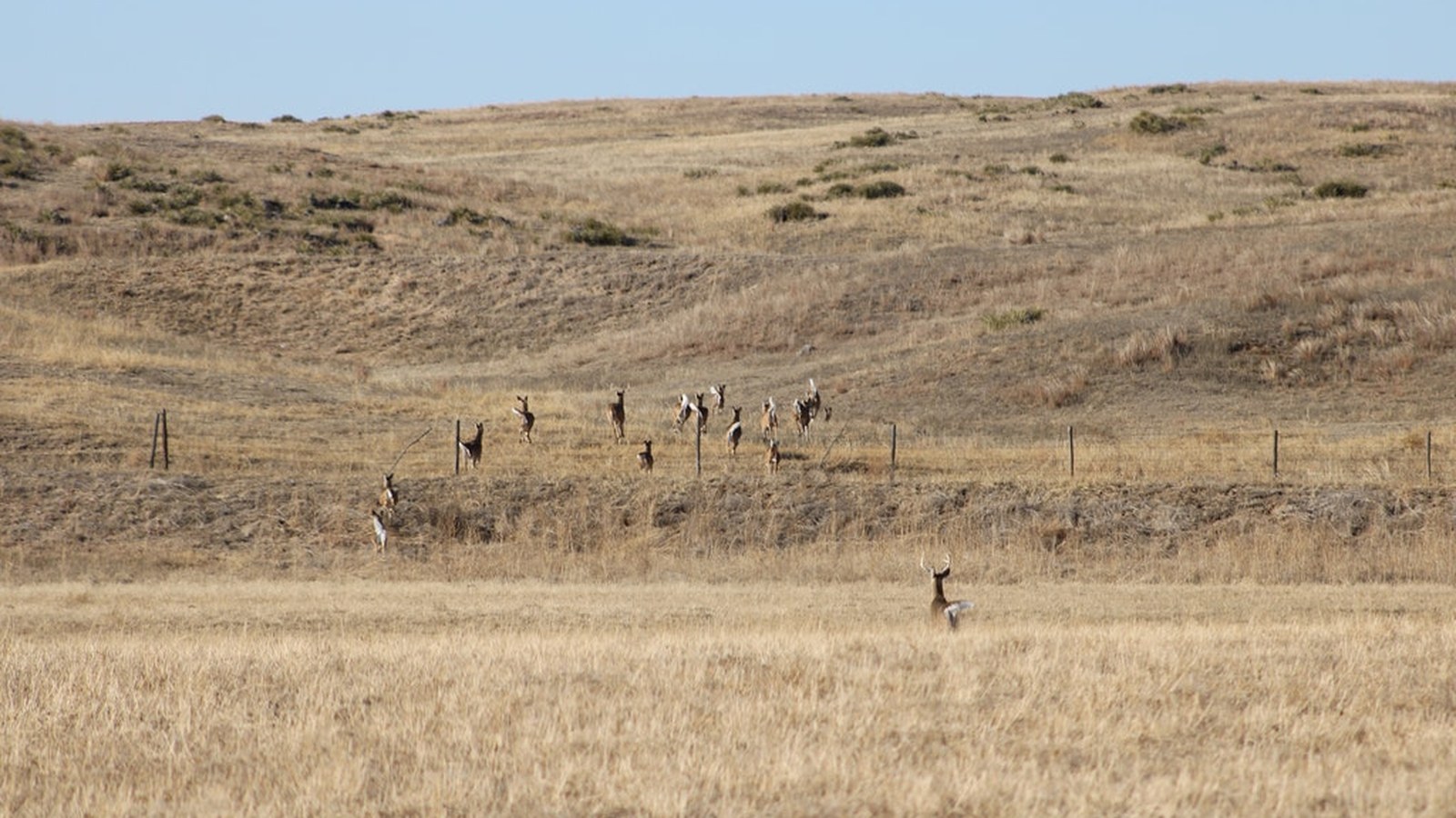 Deer Hunting and Management: From Habitat to Harvest