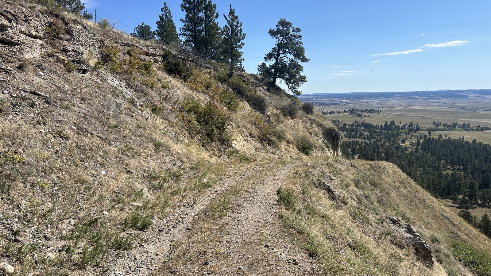 Quail Hunting in the South: Seasons, Habitat, and Finding Private Land