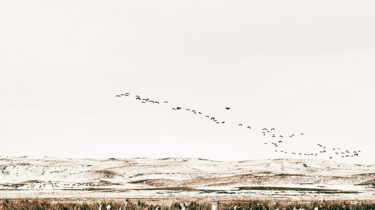 Best Choke for Duck Hunting: 12 Gauge Patterns and What Actually Matters