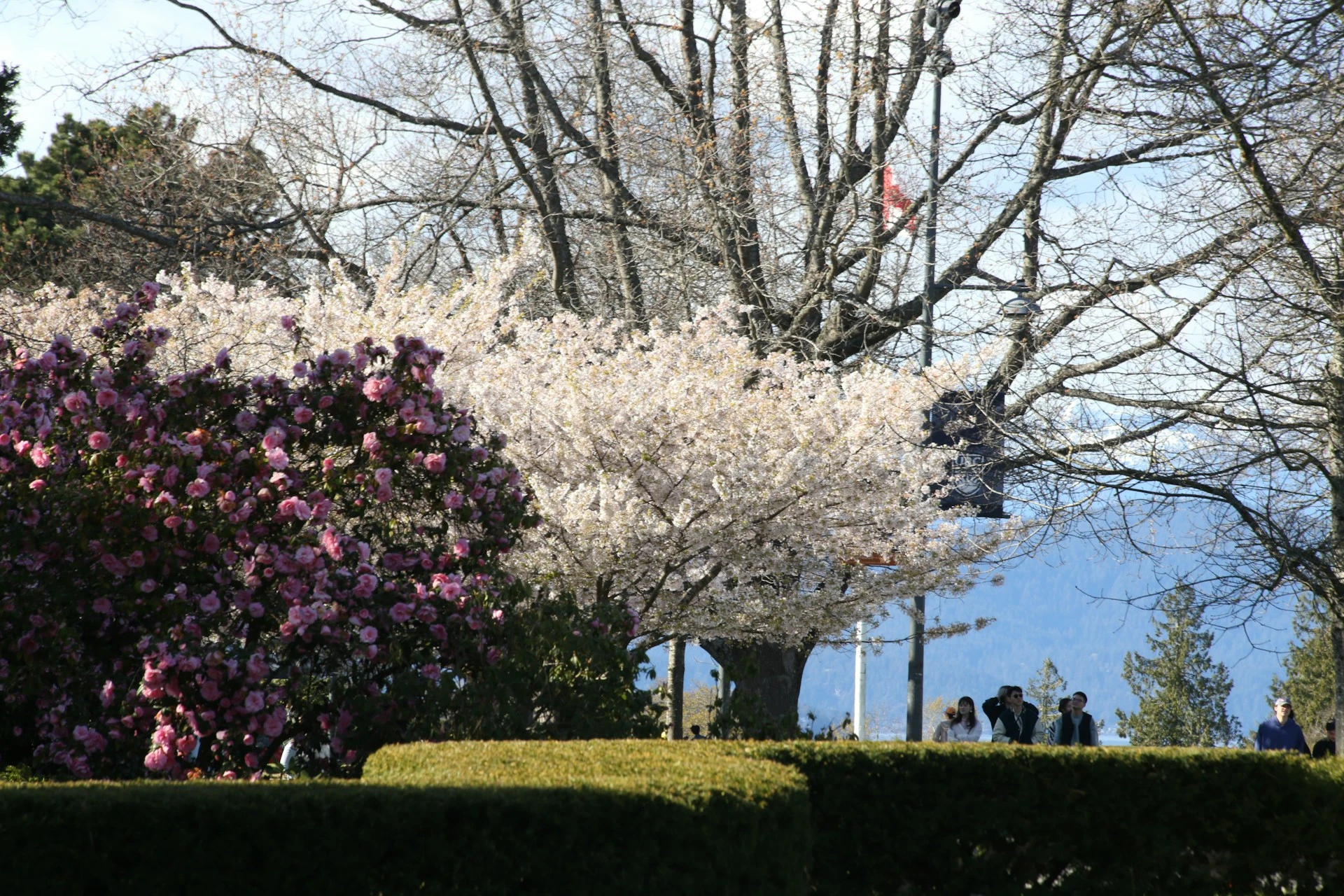 The Most Photogenic Spring Spots in Vancouver