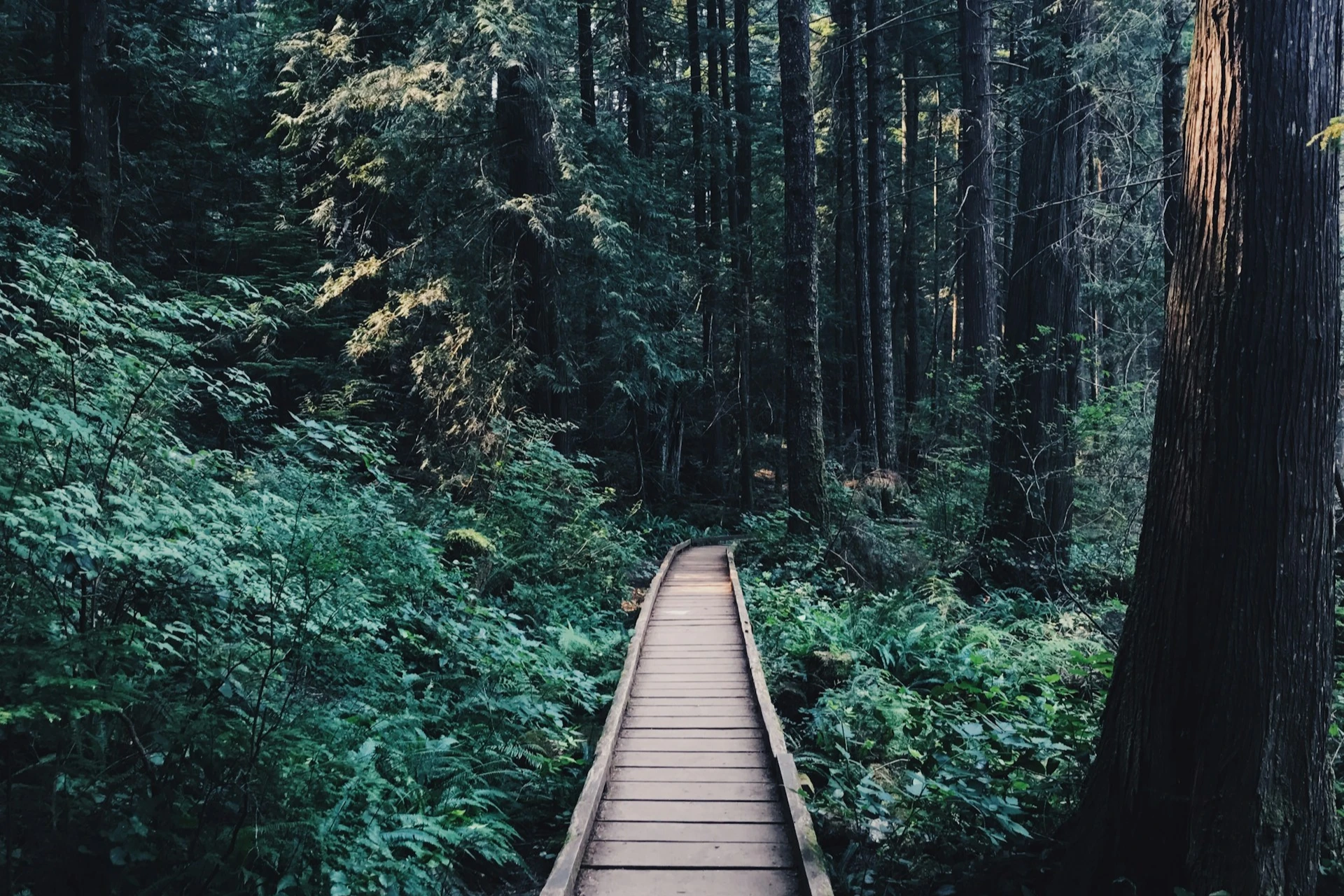 The Best Walking Trails in Vancouver (2026 Edition)