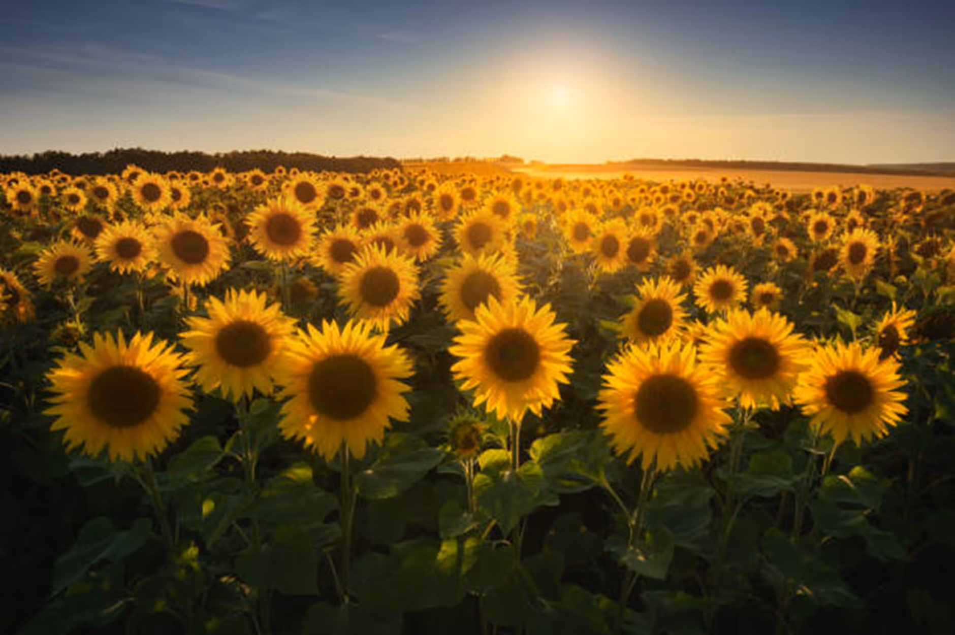 A large sunflower field with blooming sunflowers.
