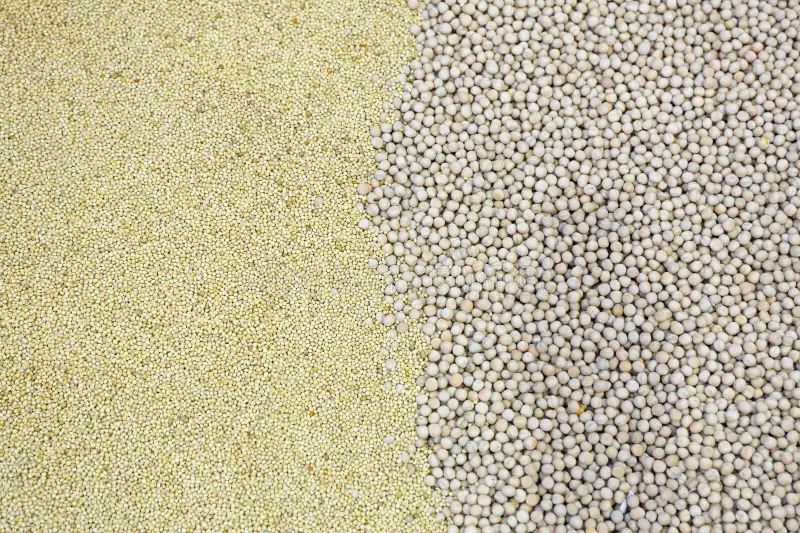 Millet and quinoa grains