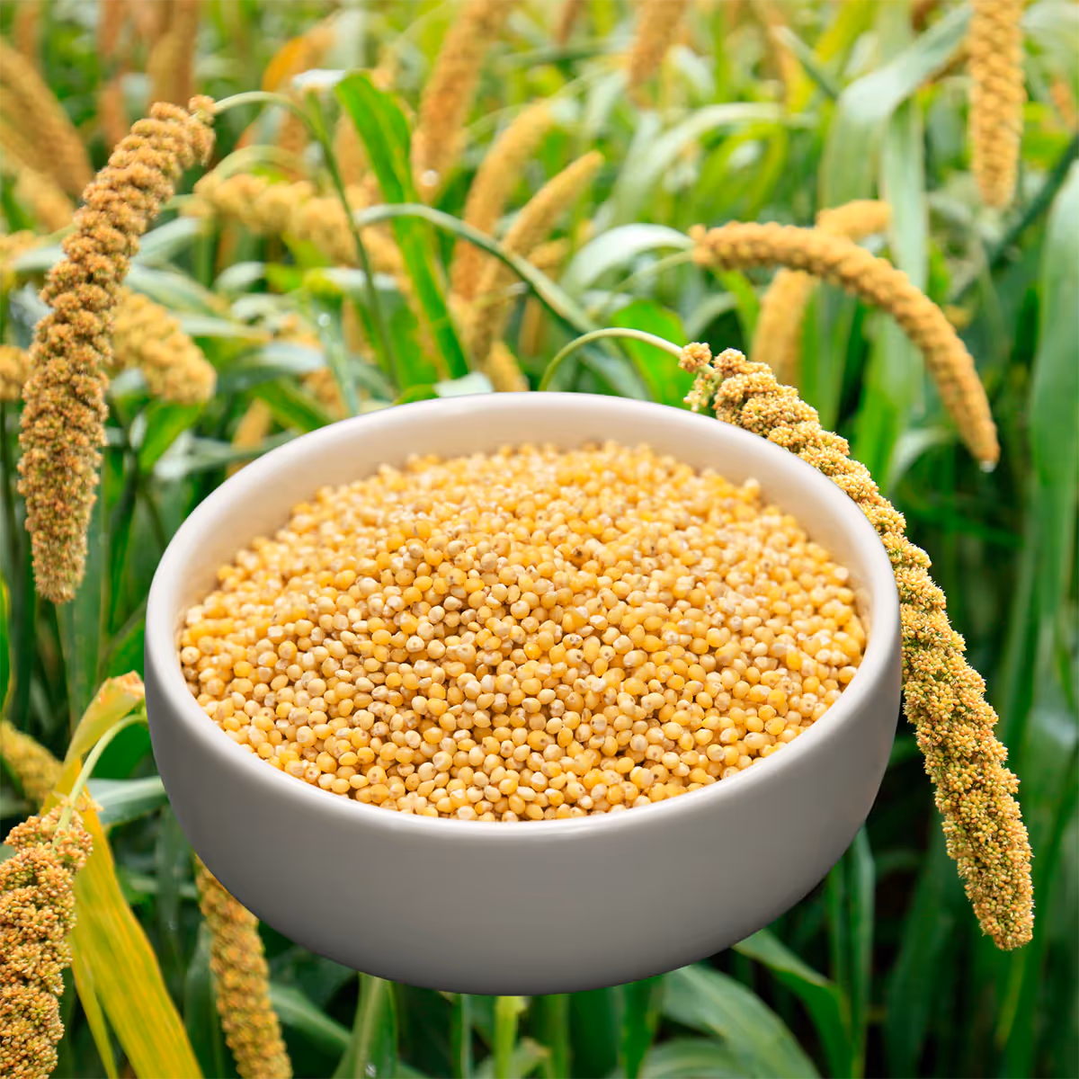 Foxtail Millet Grain & Crop