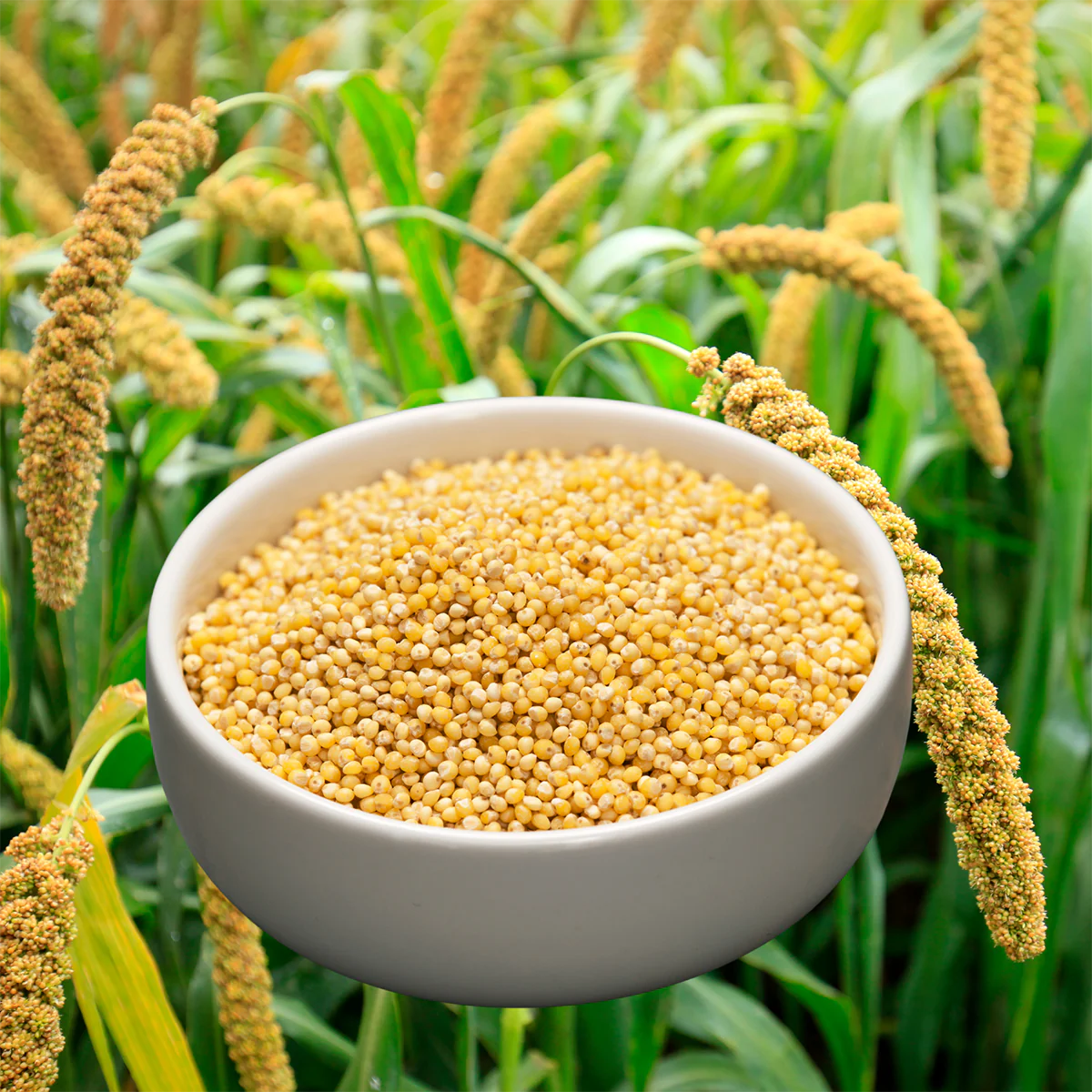 Foxtail Millet Grain & Crop