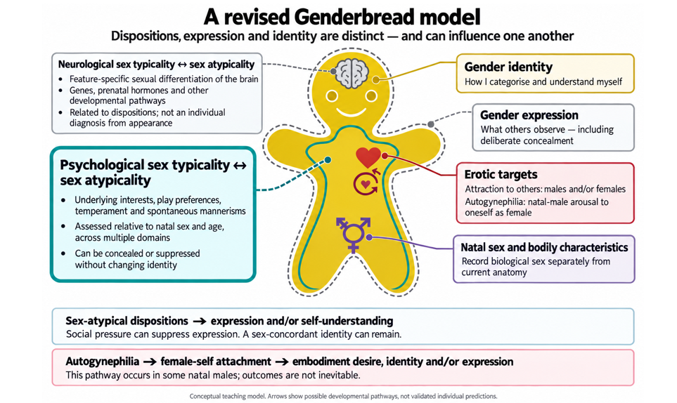 A revised Genderbread model separating neurological and psychological sex typicality, gender identity, gender expression, erotic targets including autogynephilia, and natal sex, with developmental arrows between them